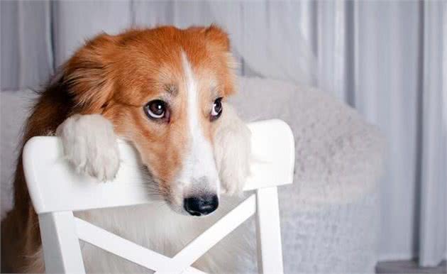 狗狗呜呜叫,并不是在哭,而是这5种原因