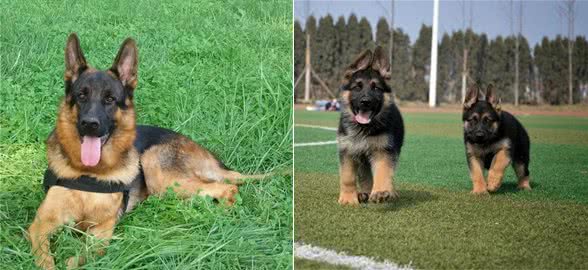 纯种德国牧羊犬辨别方法，买之前一定要看