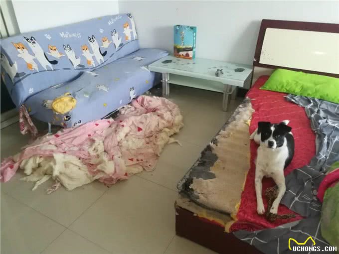 养狗的8大好处,你知道吗?难怪那么多人喜欢养狗