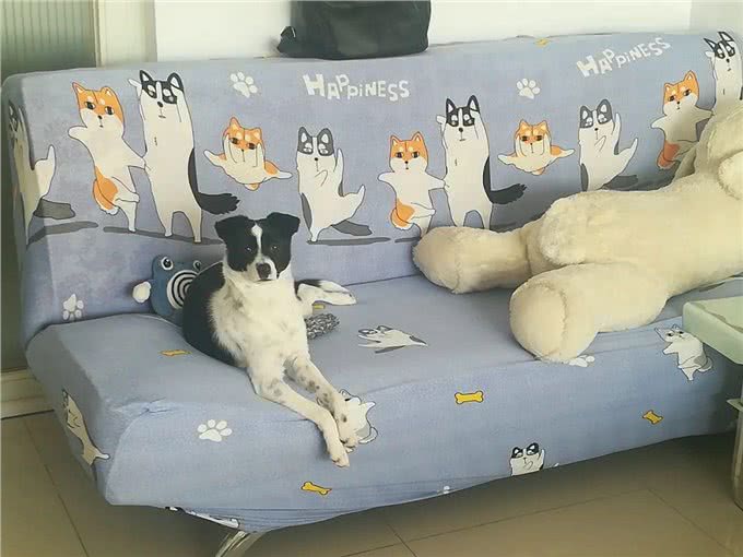 养狗的8大好处,你知道吗?难怪那么多人喜欢养狗