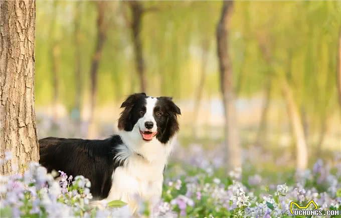 养狗的8大好处,你知道吗?难怪那么多人喜欢养狗