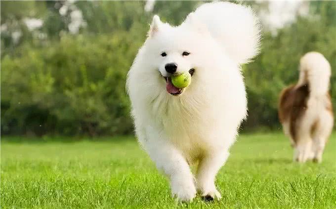 养狗的8大好处,你知道吗?难怪那么多人喜欢养狗