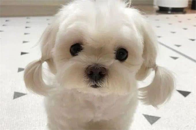 养狗的8大好处,你知道吗?难怪那么多人喜欢养狗