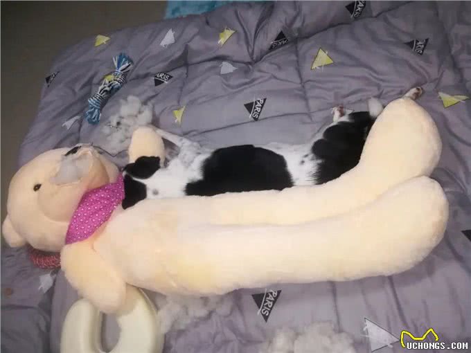 养狗的8大好处,你知道吗?难怪那么多人喜欢养狗