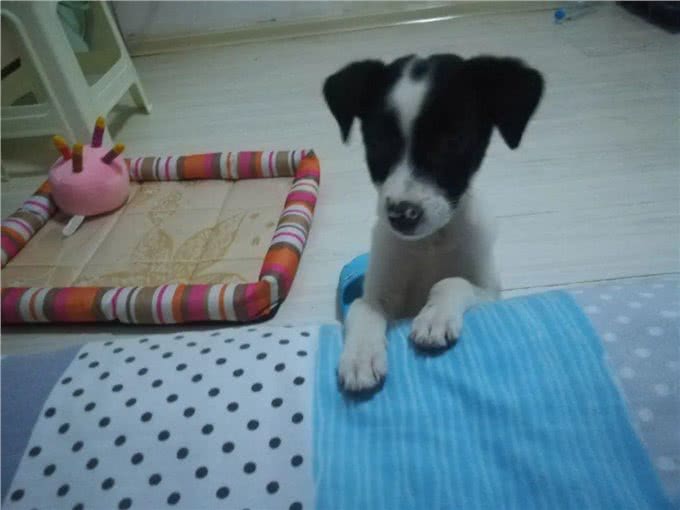 养狗的8大好处,你知道吗?难怪那么多人喜欢养狗