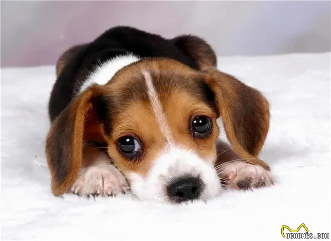 养狗的8大好处,你知道吗?难怪那么多人喜欢养狗