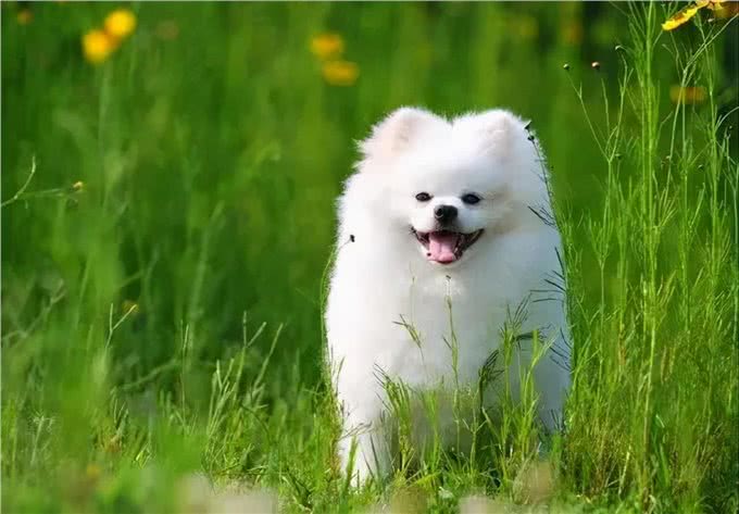 养狗的8大好处,你知道吗?难怪那么多人喜欢养狗