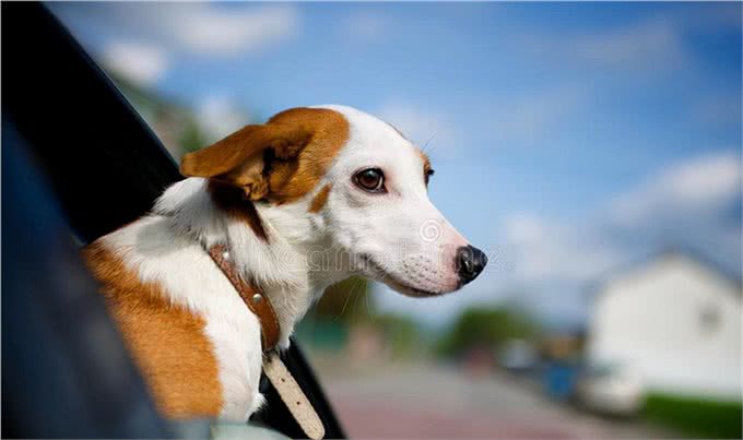 狗狗坐车，你让它坐在哪个位置上?