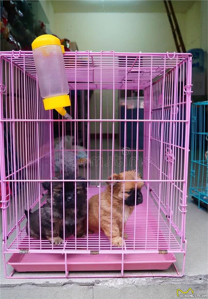 狗狗坐车，你让它坐在哪个位置上?