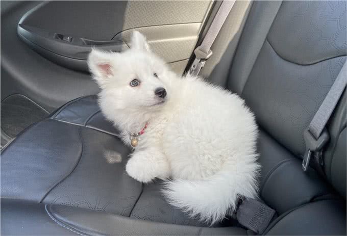 狗狗坐车，你让它坐在哪个位置上?