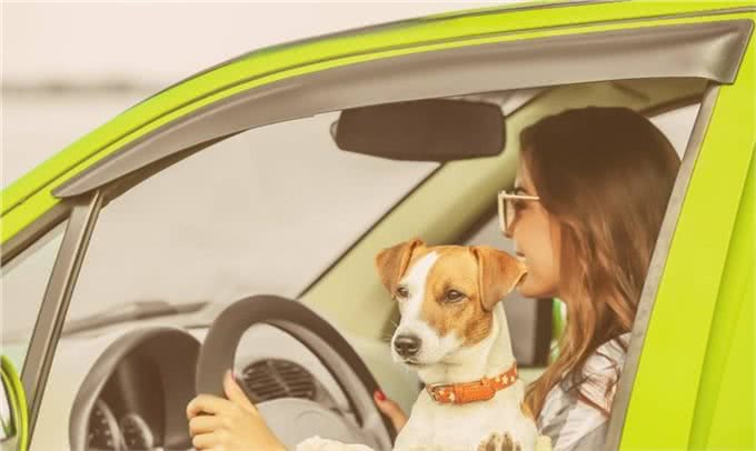 狗狗坐车，你让它坐在哪个位置上?