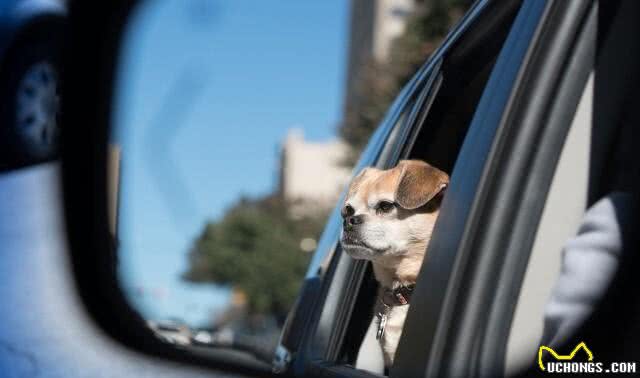 狗狗坐车，你让它坐在哪个位置上?
