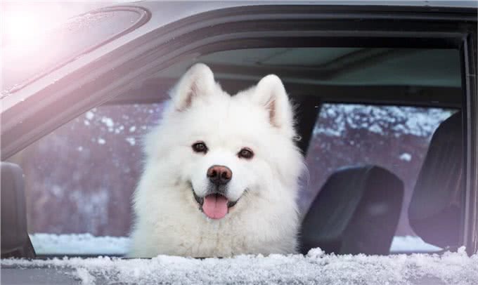 狗狗坐车，你让它坐在哪个位置上?