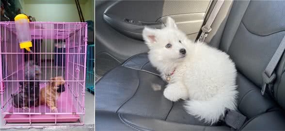 狗狗坐车，你让它坐在哪个位置上?