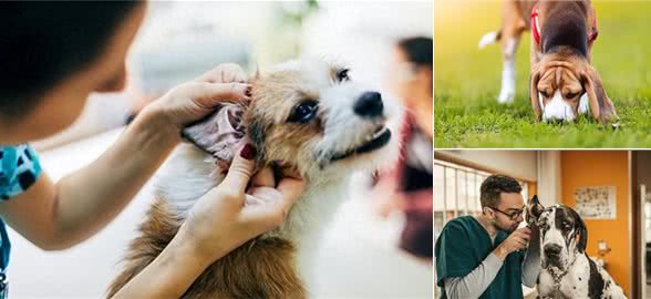 狗狗外耳炎频发，这些原因你知道吗?高危犬种及症状详解!