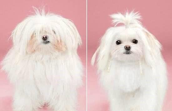 狗狗毛发护理方法