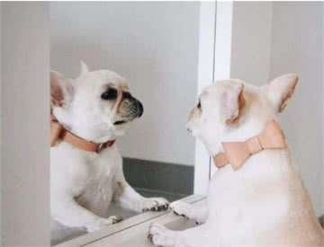 狗狗毛发护理方法