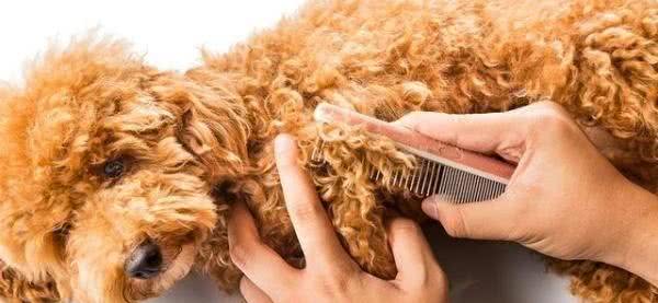 狗狗毛发护理方法
