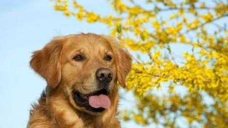 狗狗毛发护理方法