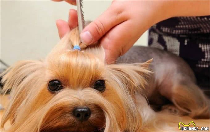 狗狗毛发护理方法