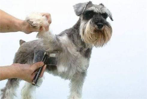 狗狗毛发护理方法