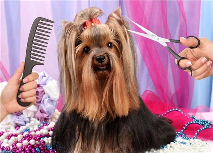 狗狗毛发护理方法