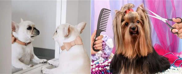 狗狗毛发护理方法
