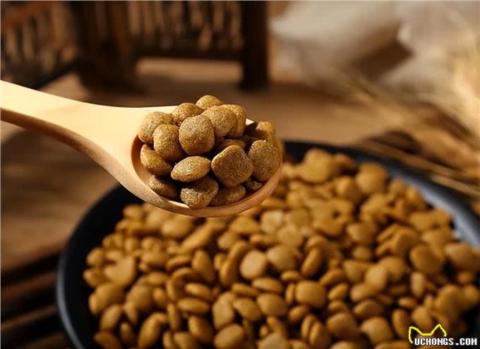 如何挑选狗粮?主要看这几点，别忽视了!