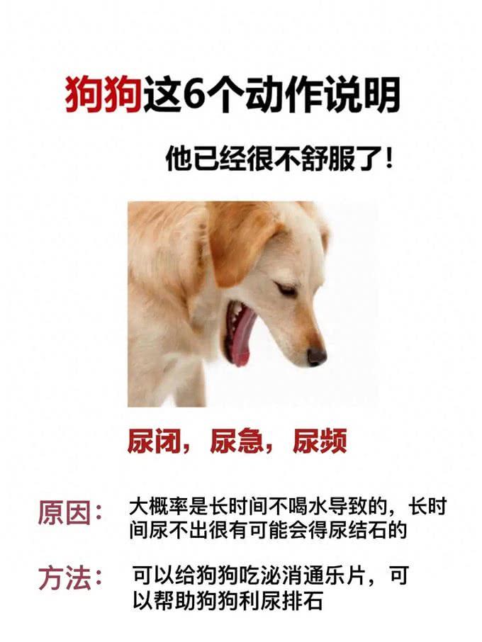 狗狗这几个动作说明它已经不舒服啦