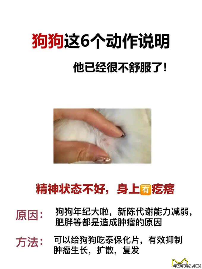狗狗这几个动作说明它已经不舒服啦