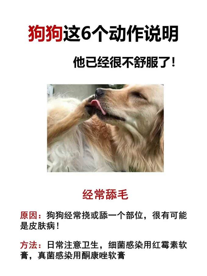 狗狗这几个动作说明它已经不舒服啦