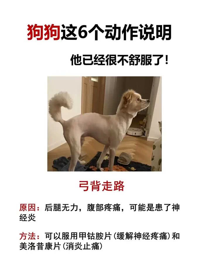 狗狗这几个动作说明它已经不舒服啦