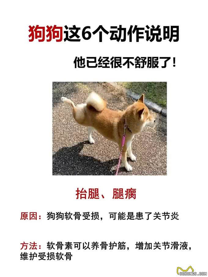 狗狗这几个动作说明它已经不舒服啦