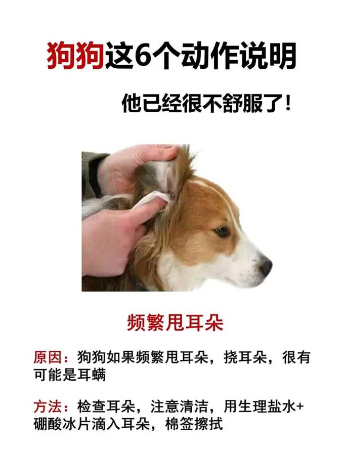 狗狗这几个动作说明它已经不舒服啦