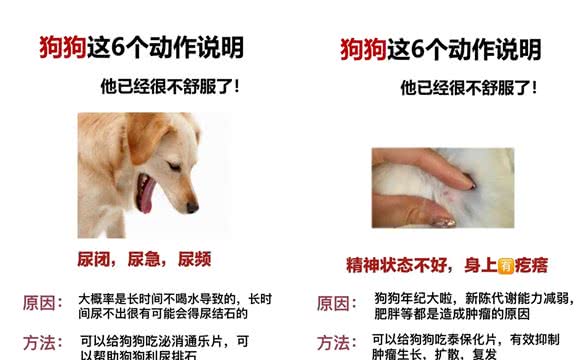 狗狗这几个动作说明它已经不舒服啦