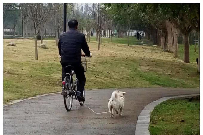 遛狗应该怎么遛?