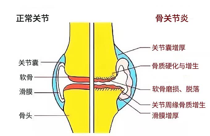 遛狗应该怎么遛?