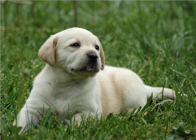 拉布拉多猎犬介绍资料