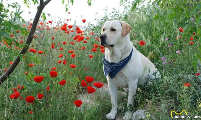 拉布拉多猎犬介绍资料