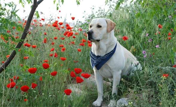 拉布拉多猎犬介绍资料