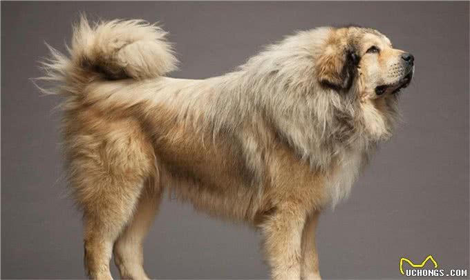 你知道么?中国的特有犬类—哈巴狗，曾备受中国皇室喜爱
