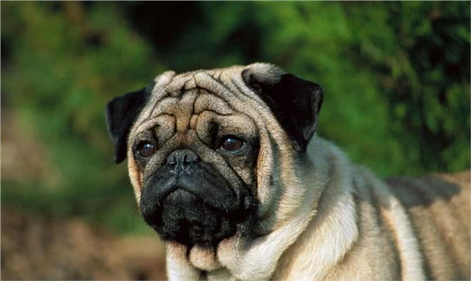 你知道么?中国的特有犬类—哈巴狗，曾备受中国皇室喜爱