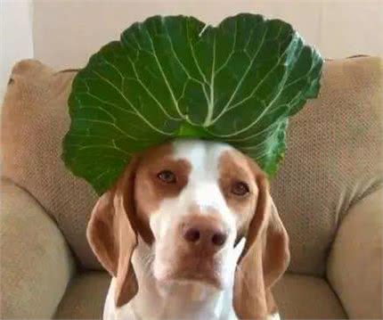 宠物狗狗能吃的9种蔬菜，你喂它吃过什么?