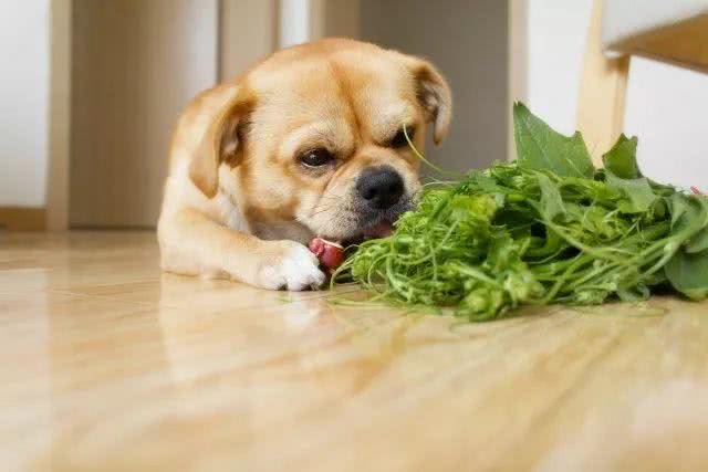 宠物狗狗能吃的9种蔬菜，你喂它吃过什么?