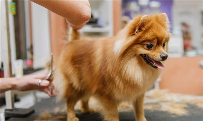 轻松养宠物:博美这样养，毛发更好看