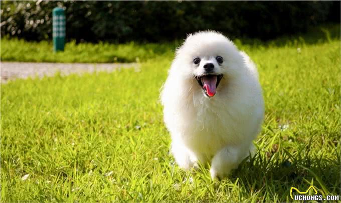 轻松养宠物:博美这样养，毛发更好看