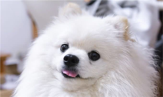 轻松养宠物:博美这样养，毛发更好看