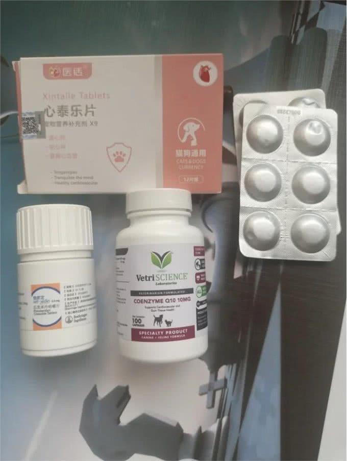 还有多少人不知道狗狗已经得了心脏病?