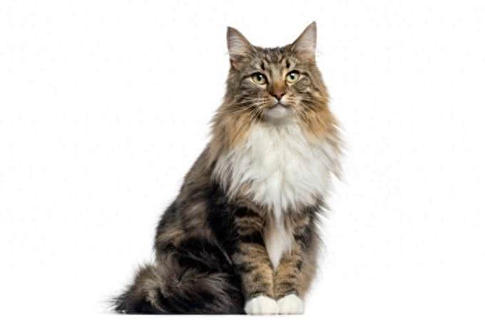 长毛猫种TOP5,你心动了吗?