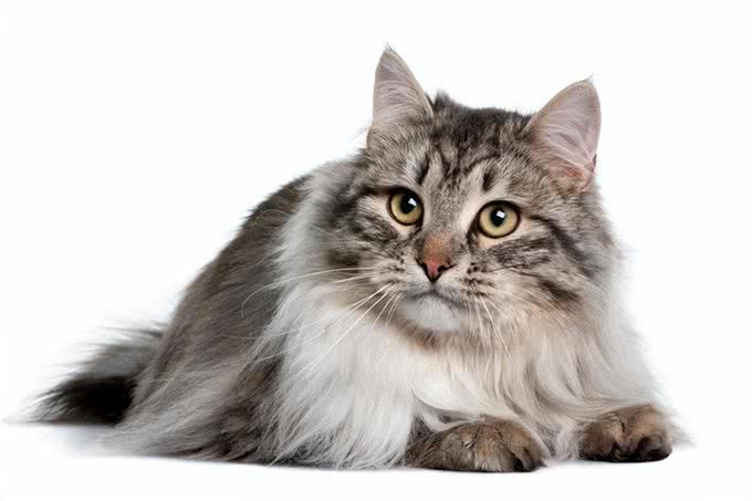 长毛猫种TOP5,你心动了吗?